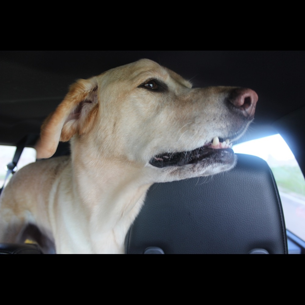 Meet your Posher, Taylor